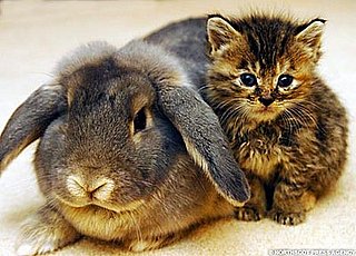 Interspecies Lovin': Rabbit Cares For Kittens
