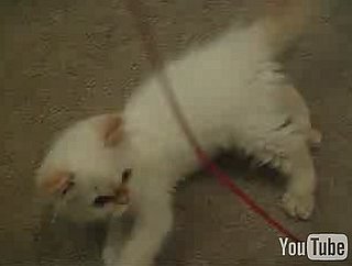 Happy Caturday!