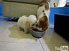 Puppy Vs. Cat, Round??