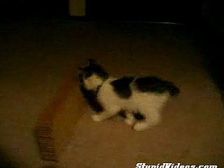 Kitten Vs. Pillow