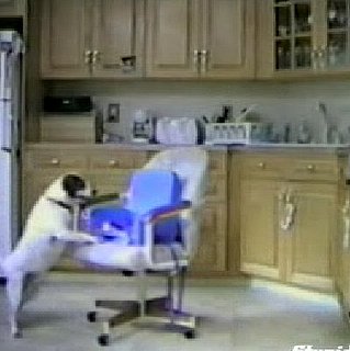 This Dog Is Going Places