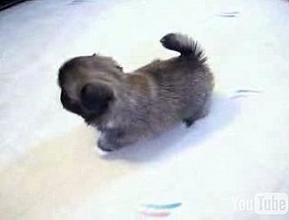 Cute Alert: Baby Pekingese Pups
