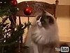 Cute With Chris Psycho-Cat Christmas