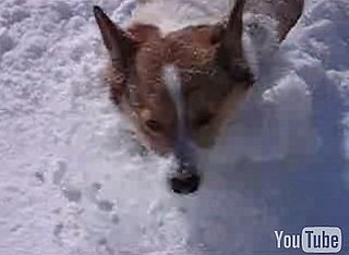 Dog Gets a White Christmas