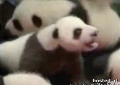 Cute Alert: Baby Pandas!