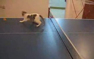 Happy Caturday!