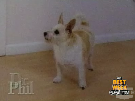 Lady Translates Her Dog's Barking on Dr. Phil