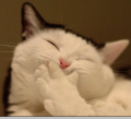 Cat Laugh Fever