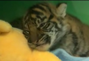 Cute Tiger Cub Gets Sleeeeepy