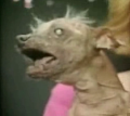 "The World's Ugliest Dog" Caught On Tape!