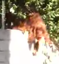 Dog Sneaks Out Of House For Play Date