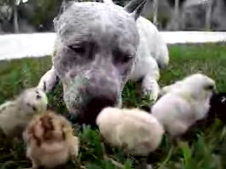 This Pit Bull Is A Chick Magnet!