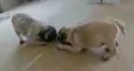 Pug Confronts His Reflection