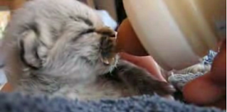 Cute Alert: Orphaned Kitten Needs A Name!
