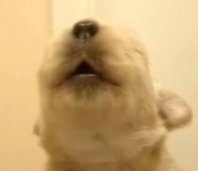 Pup Just A Whistlin' Dixie