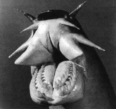 Hagfish Hagfish