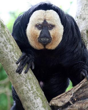 Saki_Monkey Saki_Monkey