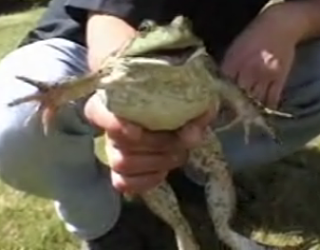 Frog Does The Unthinkable