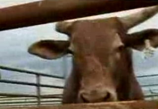 Bull Has A Bone To Pick With You