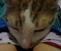Kitty Porn!