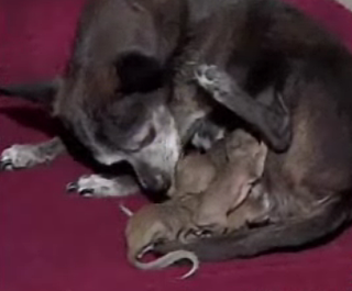 Cute Alert: Chihuahua Adopts Baby Squirrels