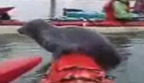 Seal Goes Kayaking