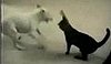 Dog Vs. Cat (Again)