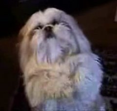 Dog Sneezes on Command Dog Sneezes on Command