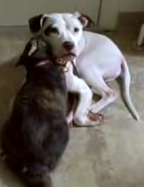 Cat Shows Dog Some Sweet Loving