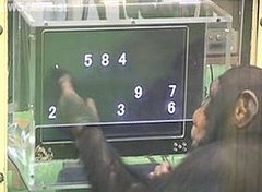 Chimps Outperform Humans in a Memory Test Chimps Outperform Humans in a Memory Test