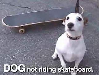 "Sorry, Internet": Adorable Internet Animals Go on Strike
