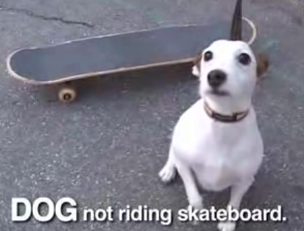 "Sorry, Internet": Adorable Internet Animals Go on Strike
