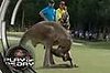 Kangaroo Masturbates During Golf Game