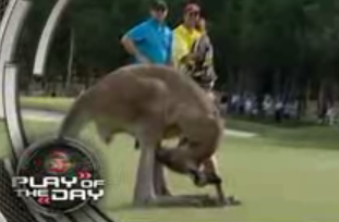 Kangaroo Masturbates During Golf Game