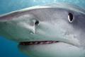 Do You Watch Shark Week on the Discovery Channel?
