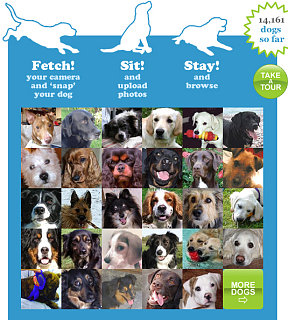 Website of the Day: DoggySnaps