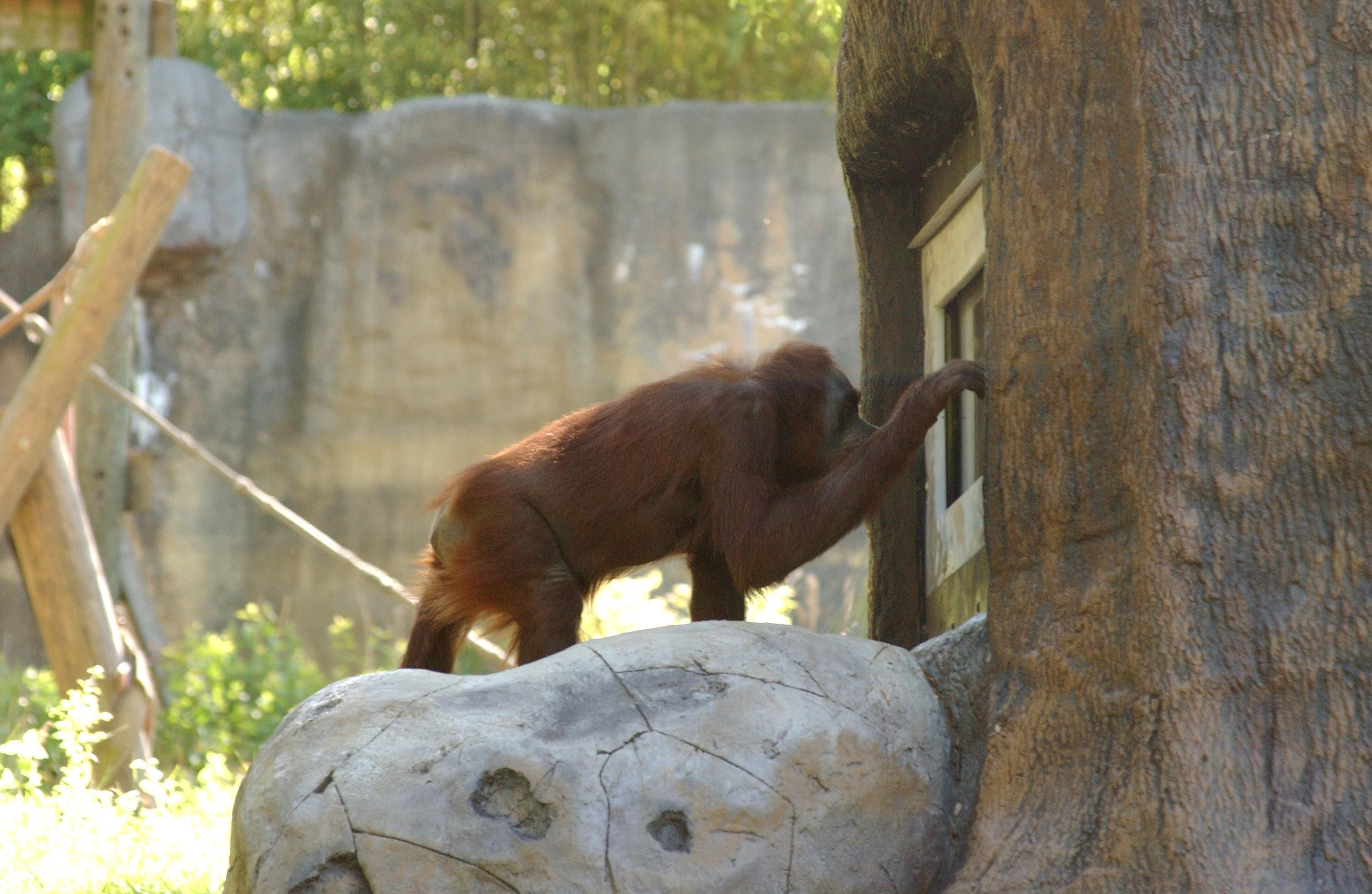 orangutan_2_wenn1303034 orangutan_2_wenn1303034
