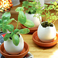 Three New Egglings
