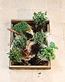 Do You Grow Your Own Herbs/Vegetables?