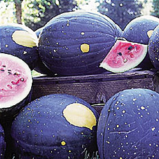 Grow Stars and Moon In Your Garden