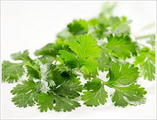 Do You Like Cilantro?