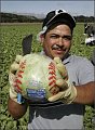 Iceberg Lettuce is Given the Cold Shoulder