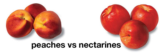 Do You Prefer Peaches or Nectarines?