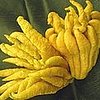 Buddha's Hand