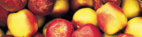 Five Things About Apples