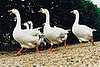 Not Interested in Foie Gras? How About Faux Gras?