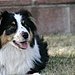 Kody