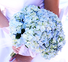 Flowers 101: Hydrangeas