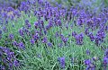 Flowers 101: Lavender