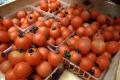 Know Your Tomatoes